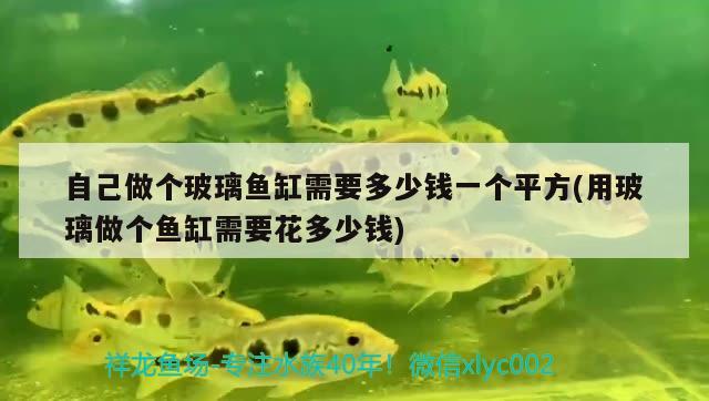 自己做個(gè)玻璃魚(yú)缸需要多少錢(qián)一個(gè)平方(用玻璃做個(gè)魚(yú)缸需要花多少錢(qián))