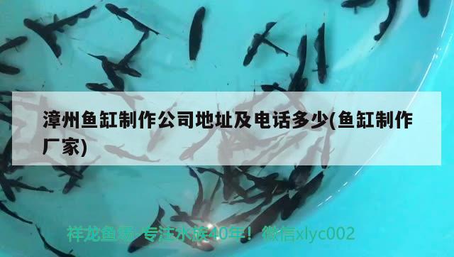 漳州魚缸制作公司地址及電話多少(魚缸制作廠家) 奈及利亞紅圓點狗頭