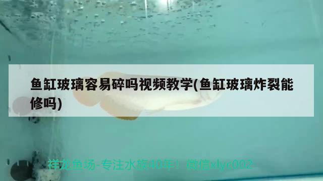 魚缸玻璃容易碎嗎視頻教學(魚缸玻璃炸裂能修嗎) 泰龐海鰱魚