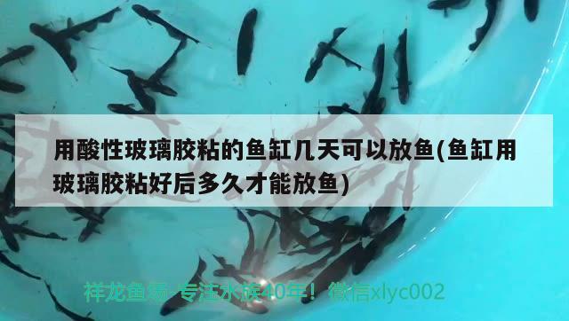 用酸性玻璃膠粘的魚缸幾天可以放魚(魚缸用玻璃膠粘好后多久才能放魚) 觀賞魚企業(yè)目錄