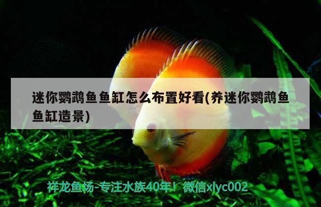 迷你鸚鵡魚魚缸怎么布置好看(養(yǎng)迷你鸚鵡魚魚缸造景)