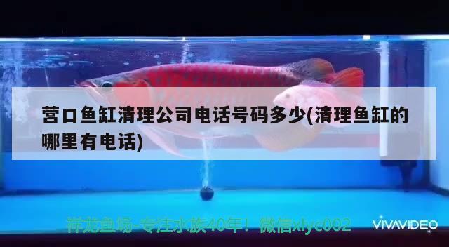 營口魚缸清理公司電話號碼多少(清理魚缸的哪里有電話)