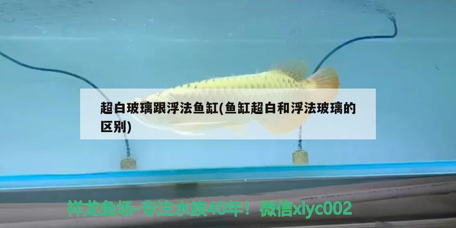 超白玻璃跟浮法魚缸(魚缸超白和浮法玻璃的區(qū)別) 豬鼻龜