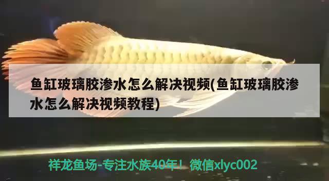 魚缸玻璃膠滲水怎么解決視頻(魚缸玻璃膠滲水怎么解決視頻教程) 水溫計