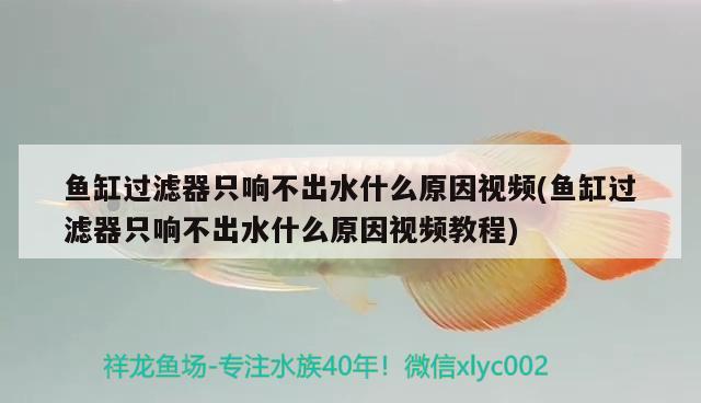 魚缸過濾器只響不出水什么原因視頻(魚缸過濾器只響不出水什么原因視頻教程)