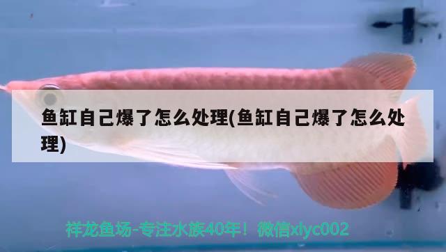 魚(yú)缸自己爆了怎么處理(魚(yú)缸自己爆了怎么處理) 九鼎魚(yú)缸