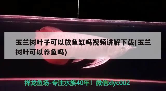 玉蘭樹葉子可以放魚缸嗎視頻講解下載(玉蘭樹葉可以養(yǎng)魚嗎) 彩鰈魚缸（彩蝶魚缸）