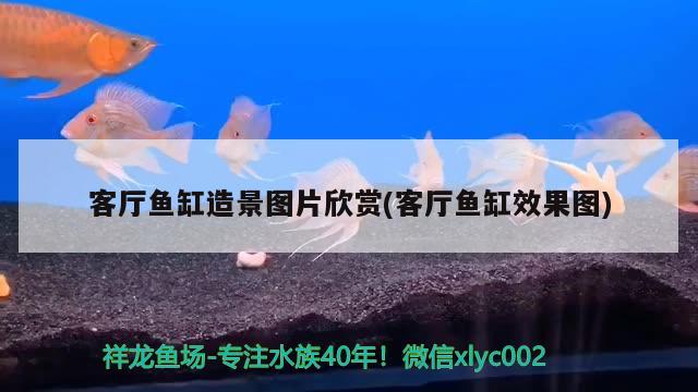 客廳魚(yú)缸造景圖片欣賞(客廳魚(yú)缸效果圖) 魚(yú)缸清潔用具