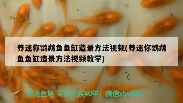 養(yǎng)迷你鸚鵡魚魚缸造景方法視頻(養(yǎng)迷你鸚鵡魚魚缸造景方法視頻教學(xué)) 鸚鵡魚