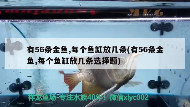 有56條金魚,每個魚缸放幾條(有56條金魚,每個魚缸放幾條選擇題) 魚缸等水族設備