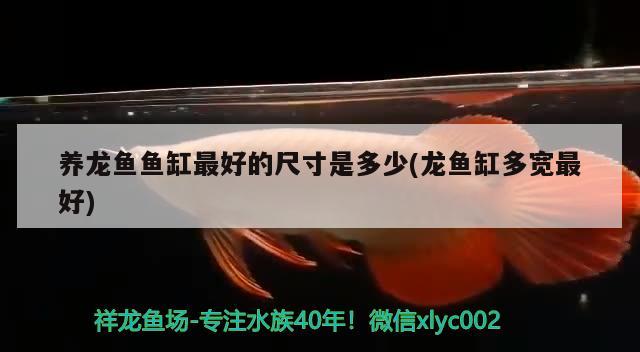 養(yǎng)龍魚(yú)魚(yú)缸最好的尺寸是多少(龍魚(yú)缸多寬最好)