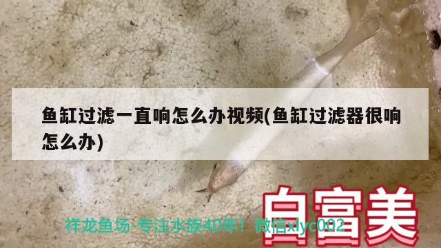 魚缸過濾一直響怎么辦視頻(魚缸過濾器很響怎么辦) 銀河星鉆魚