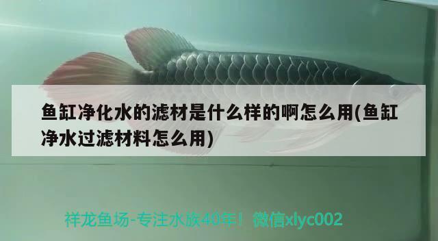 魚缸凈化水的濾材是什么樣的啊怎么用(魚缸凈水過濾材料怎么用) 熊貓異形魚L46