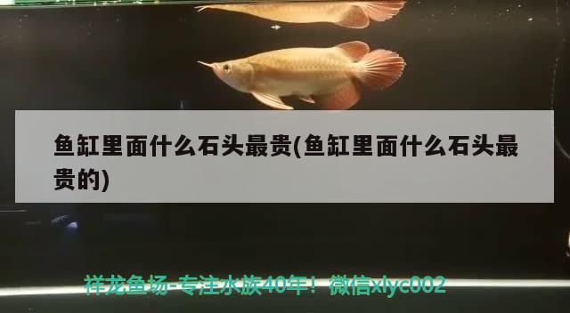 魚缸里面什么石頭最貴(魚缸里面什么石頭最貴的) 豹紋夫魚苗