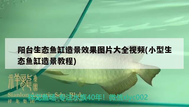 陽臺生態(tài)魚缸造景效果圖片大全視頻(小型生態(tài)魚缸造景教程)