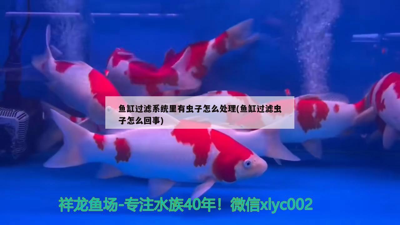 魚缸過濾系統(tǒng)里有蟲子怎么處理(魚缸過濾蟲子怎么回事)