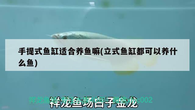 手提式魚缸適合養(yǎng)魚嘛(立式魚缸都可以養(yǎng)什么魚)