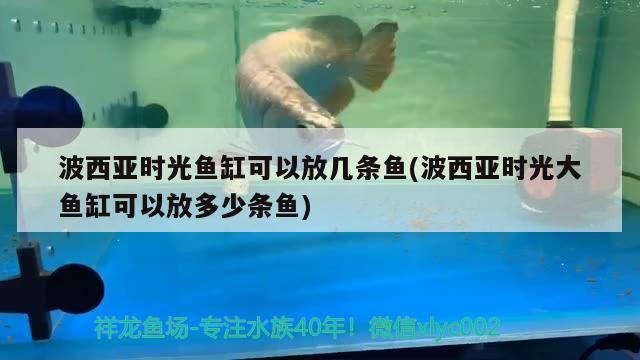 波西亞時光魚缸可以放幾條魚(波西亞時光大魚缸可以放多少條魚)