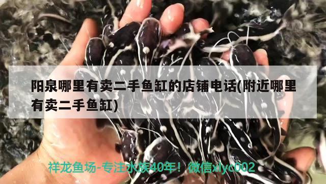 陽泉哪里有賣二手魚缸的店鋪電話(附近哪里有賣二手魚缸) 白子球鯊魚