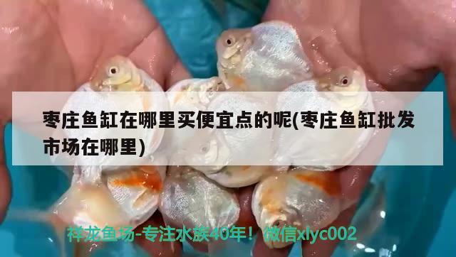 棗莊魚缸在哪里買便宜點的呢(棗莊魚缸批發(fā)市場在哪里) 虎斑恐龍魚