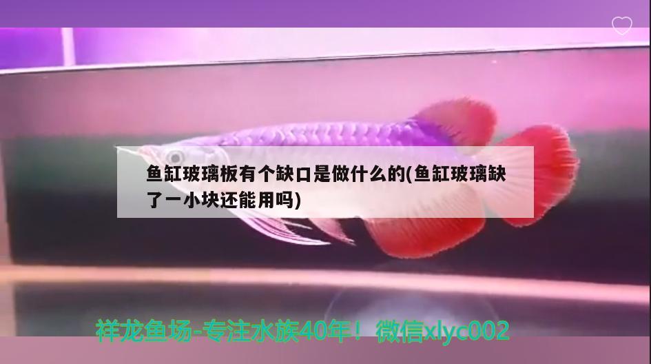 魚缸玻璃板有個缺口是做什么的(魚缸玻璃缺了一小塊還能用嗎) 金老虎魚