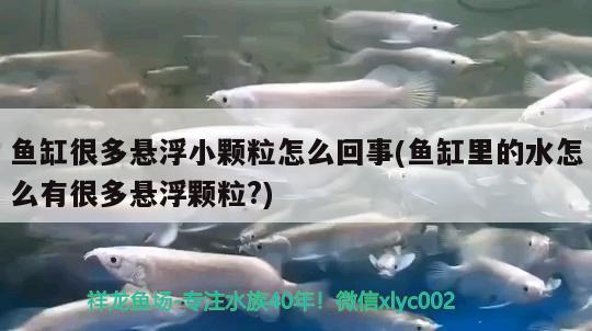 魚(yú)缸很多懸浮小顆粒怎么回事(魚(yú)缸里的水怎么有很多懸浮顆粒?) 野彩魚(yú)