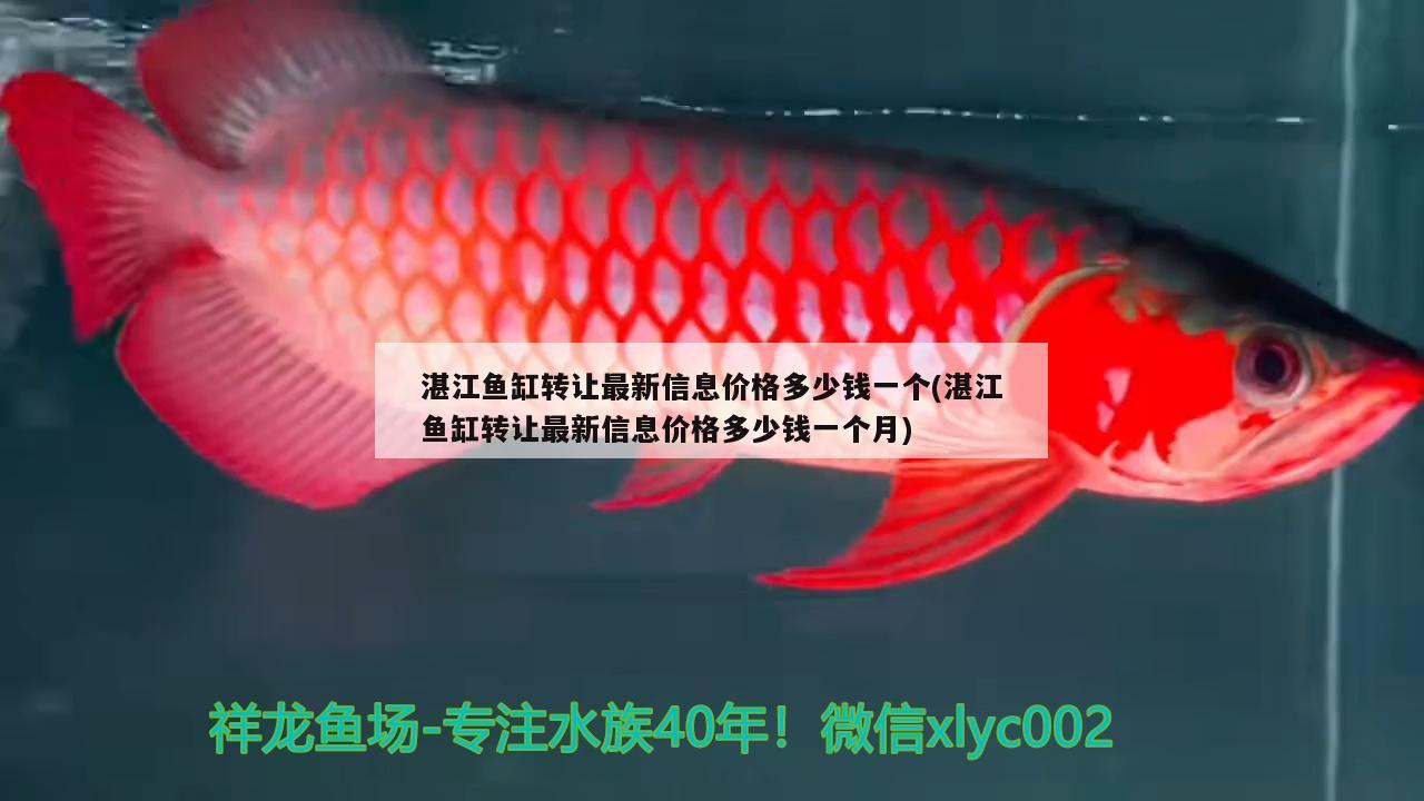 湛江魚(yú)缸轉(zhuǎn)讓最新信息價(jià)格多少錢一個(gè)(湛江魚(yú)缸轉(zhuǎn)讓最新信息價(jià)格多少錢一個(gè)月)