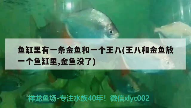 魚缸里有一條金魚和一個(gè)王八(王八和金魚放一個(gè)魚缸里,金魚沒了) 觀賞魚進(jìn)出口