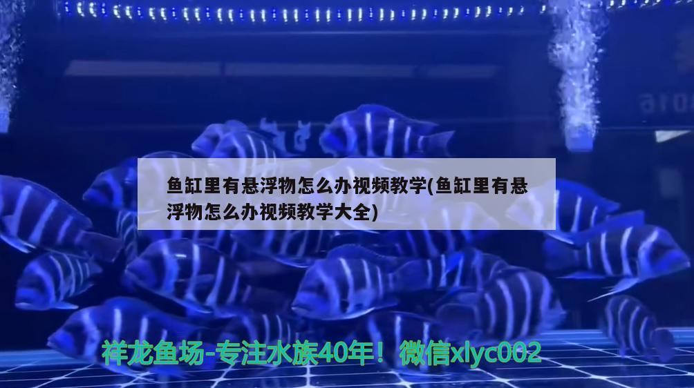 魚缸里有懸浮物怎么辦視頻教學(魚缸里有懸浮物怎么辦視頻教學大全) 觀賞魚魚苗