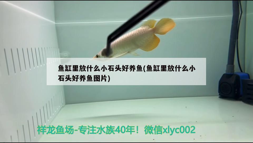 魚缸里放什么小石頭好養(yǎng)魚(魚缸里放什么小石頭好養(yǎng)魚圖片)