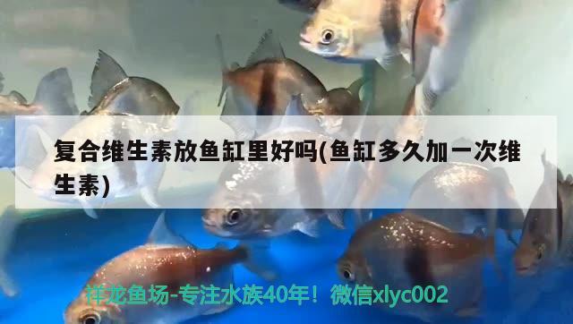 復(fù)合維生素放魚缸里好嗎(魚缸多久加一次維生素) 巴西亞魚苗 第2張