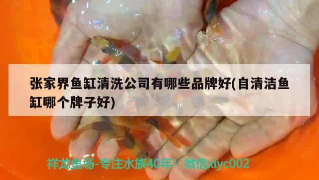 張家界魚缸清洗公司有哪些品牌好(自清潔魚缸哪個牌子好)