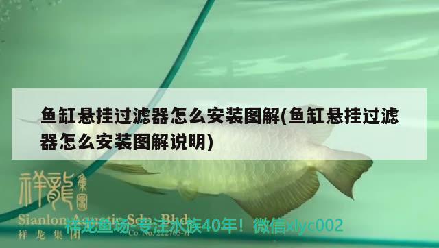 魚缸懸掛過濾器怎么安裝圖解(魚缸懸掛過濾器怎么安裝圖解說明) 藍(lán)底過背金龍魚