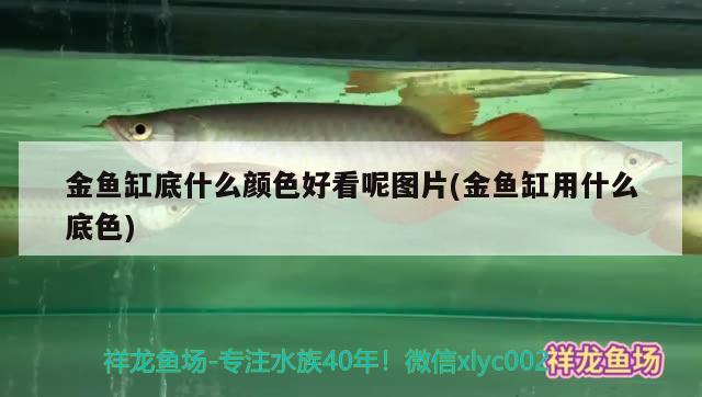 金魚缸底什么顏色好看呢圖片(金魚缸用什么底色) 泰龐海鰱魚