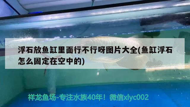 浮石放魚缸里面行不行呀圖片大全(魚缸浮石怎么固定在空中的)