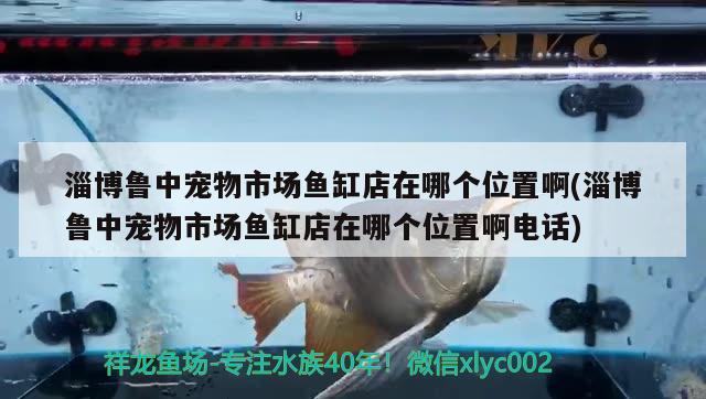 淄博魯中寵物市場(chǎng)魚(yú)缸店在哪個(gè)位置啊(淄博魯中寵物市場(chǎng)魚(yú)缸店在哪個(gè)位置啊電話)