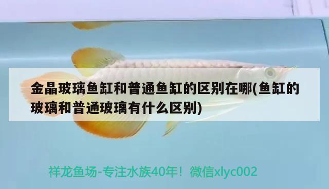 金晶玻璃魚(yú)缸和普通魚(yú)缸的區(qū)別在哪(魚(yú)缸的玻璃和普通玻璃有什么區(qū)別)