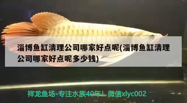 淄博魚缸清理公司哪家好點(diǎn)呢(淄博魚缸清理公司哪家好點(diǎn)呢多少錢) 福滿鉆魚