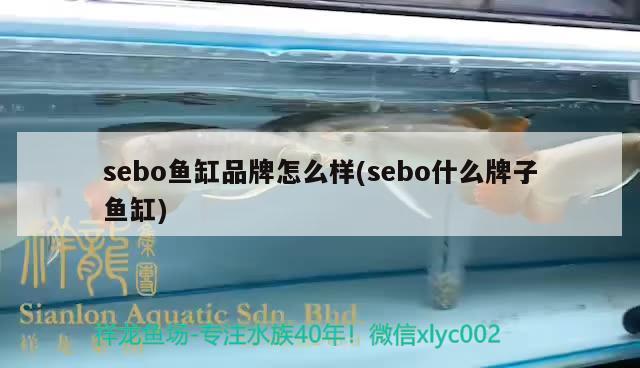 sebo魚缸品牌怎么樣(sebo什么牌子魚缸)