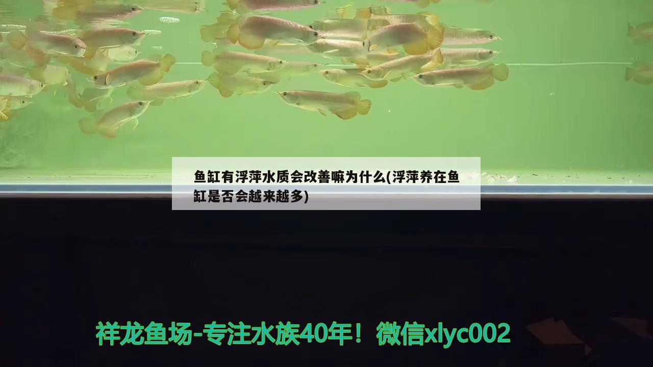 魚(yú)缸有浮萍水質(zhì)會(huì)改善嘛為什么(浮萍養(yǎng)在魚(yú)缸是否會(huì)越來(lái)越多)