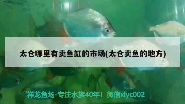 太倉(cāng)哪里有賣魚缸的市場(chǎng)(太倉(cāng)賣魚的地方) 巨骨舌魚