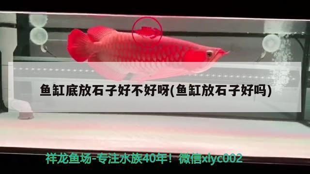 魚(yú)缸底放石子好不好呀(魚(yú)缸放石子好嗎) 大白鯊魚(yú)苗