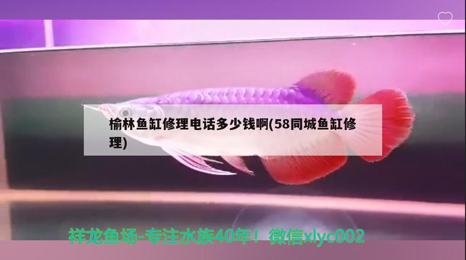 榆林魚缸修理電話多少錢啊(58同城魚缸修理)