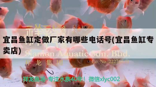 宜昌魚缸定做廠家有哪些電話號(宜昌魚缸專賣店) 祥龍水族濾材/器材