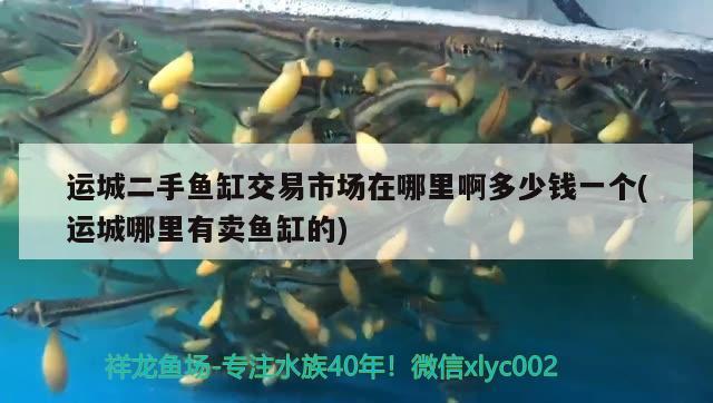 運(yùn)城二手魚缸交易市場在哪里啊多少錢一個(gè)(運(yùn)城哪里有賣魚缸的) 過背金龍魚