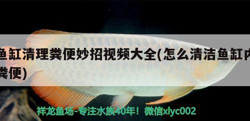 魚缸清理糞便妙招視頻大全(怎么清潔魚缸內(nèi)糞便) 黑桃A魚