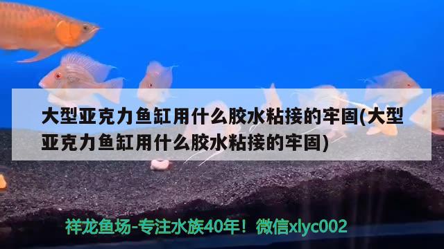 大型亞克力魚缸用什么膠水粘接的牢固(大型亞克力魚缸用什么膠水粘接的牢固) 白條過(guò)背金龍魚