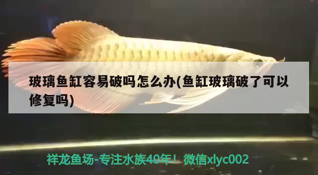 玻璃魚缸容易破嗎怎么辦(魚缸玻璃破了可以修復嗎)