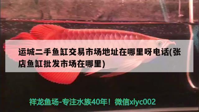 運(yùn)城二手魚缸交易市場地址在哪里呀電話(張店魚缸批發(fā)市場在哪里) 三色錦鯉魚