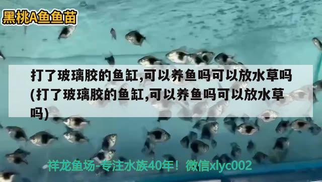 打了玻璃膠的魚缸,可以養(yǎng)魚嗎可以放水草嗎(打了玻璃膠的魚缸,可以養(yǎng)魚嗎可以放水草嗎)